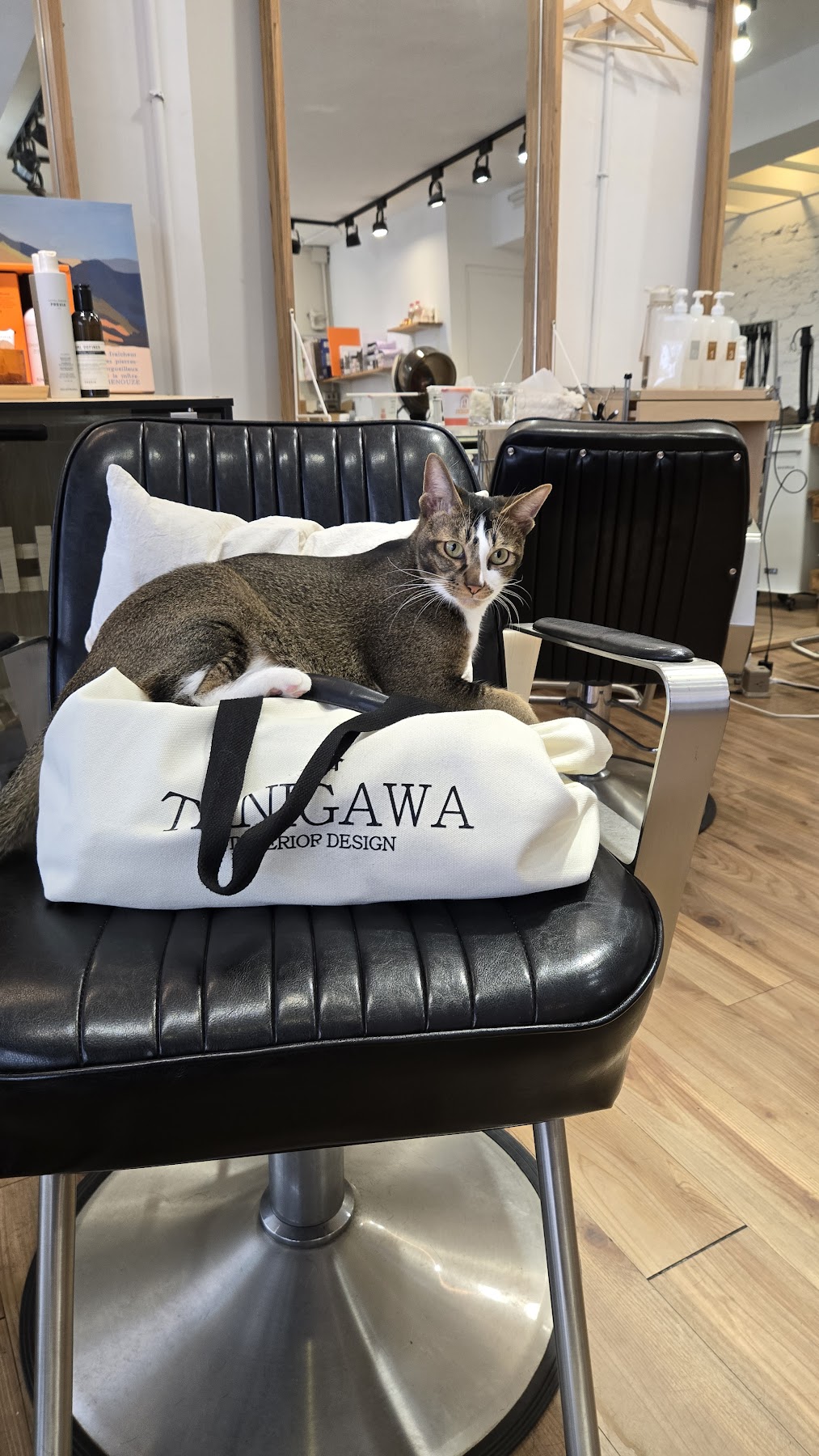 敘日 Hair Studio 店貓坐在美髮椅上